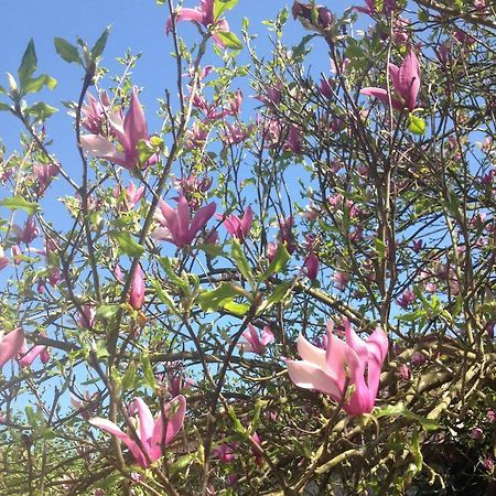 Appartamento La Magnolia Riccò del Golfo di Spezia Esterno foto