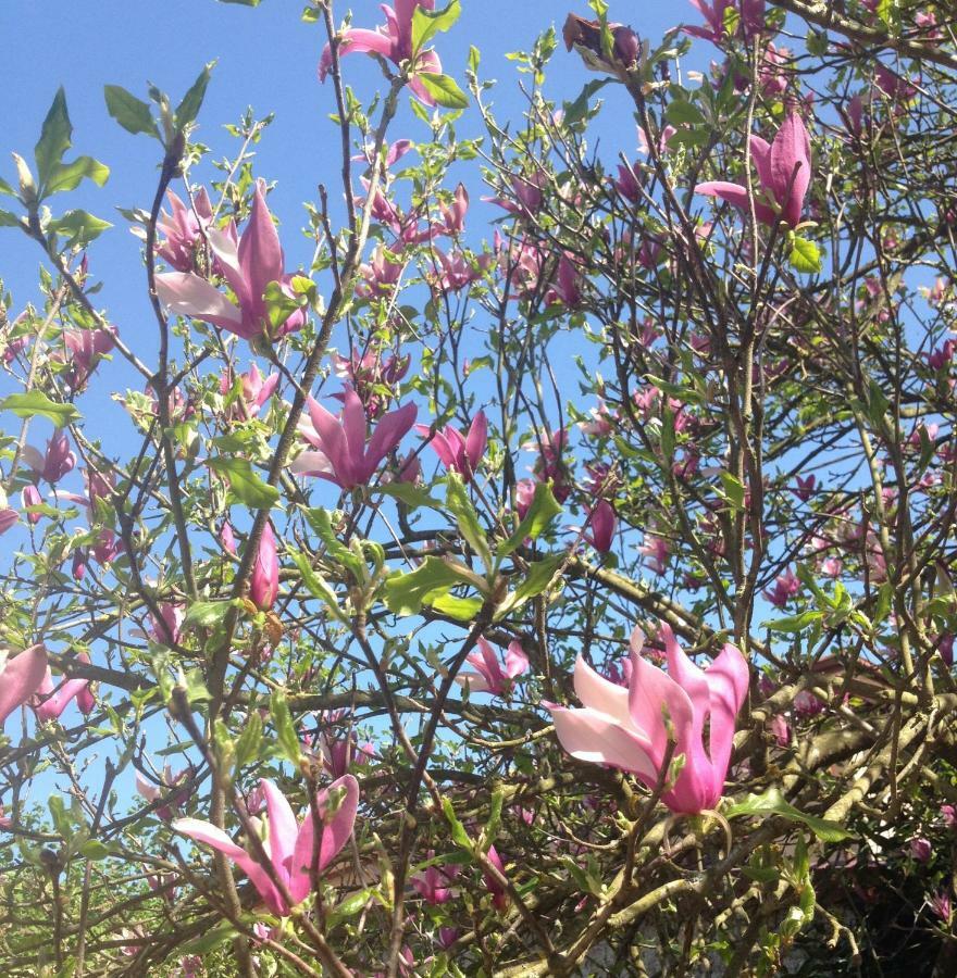 Appartamento La Magnolia Riccò del Golfo di Spezia Esterno foto