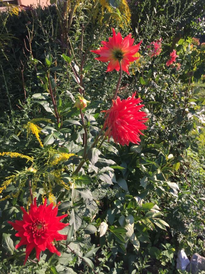 Appartamento La Magnolia Riccò del Golfo di Spezia Esterno foto