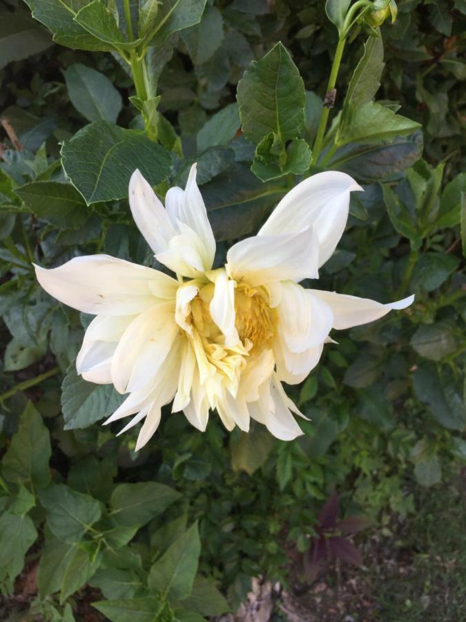 Appartamento La Magnolia Riccò del Golfo di Spezia Esterno foto